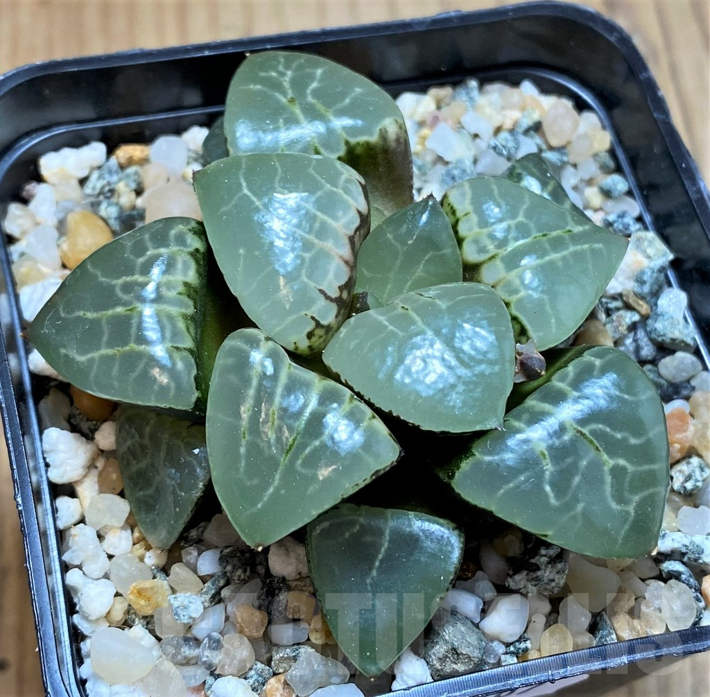 SH13807 Haworthia bayeri ‘Moonlight’ - immagine 2