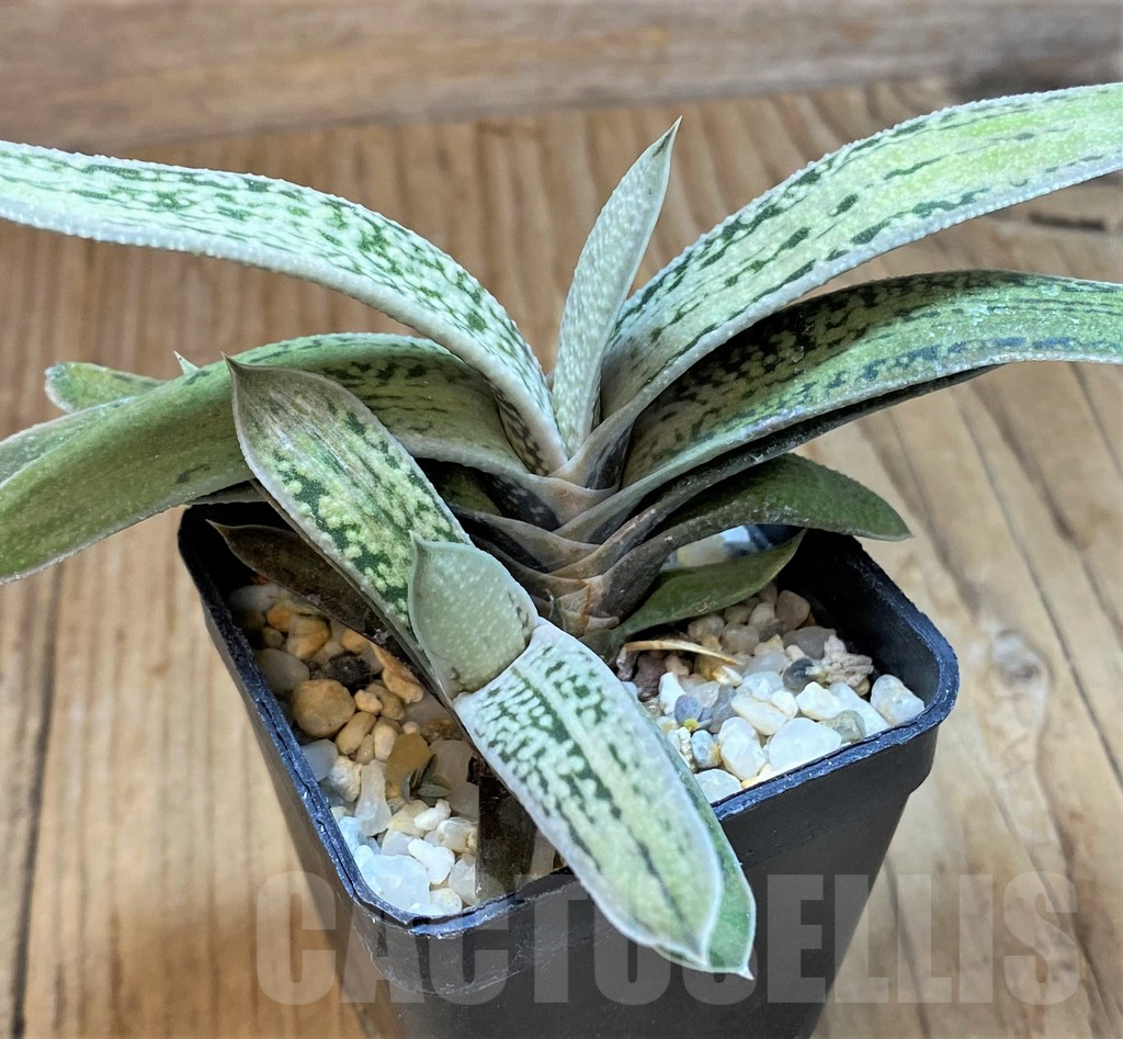 SH13758 Gasteria 'Little Warty'