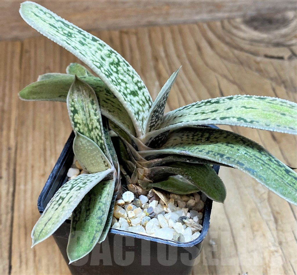 SH13758 Gasteria 'Little Warty' - Image 2