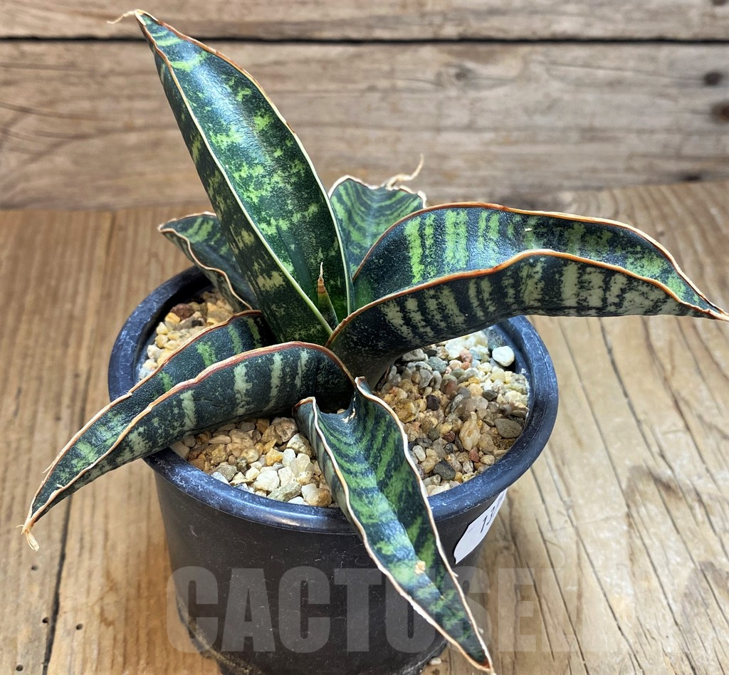 SH13762 Sansevieria fischeri CG92 Spotted - Image 2