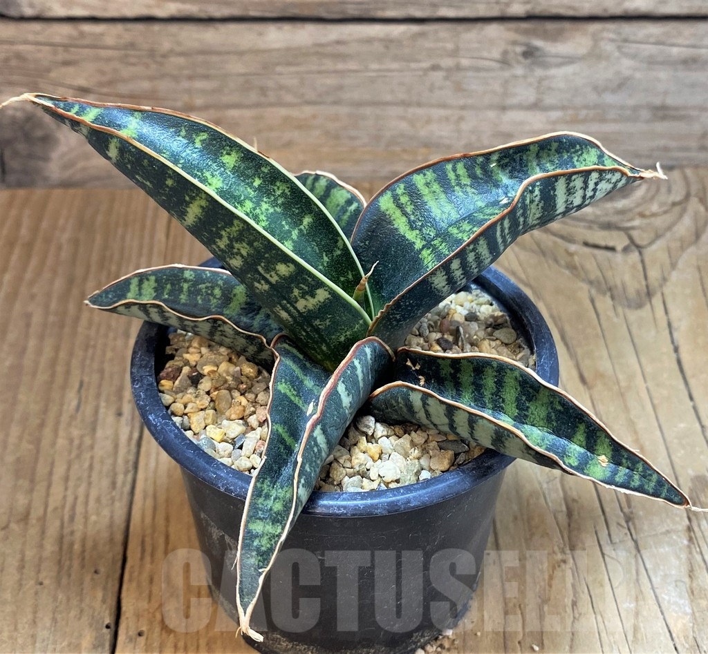 SH13762 Sansevieria fischeri CG92 Spotted