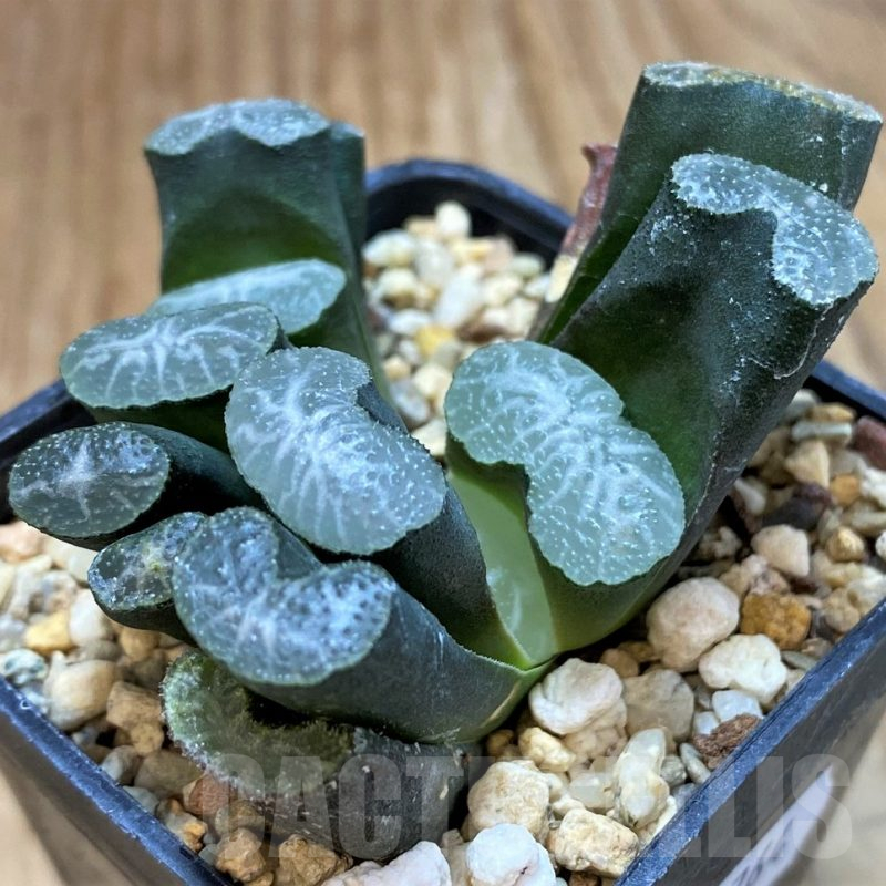 SH13764 Haworthia truncata -Japan-