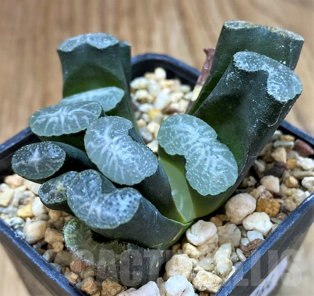 SH13764 Haworthia truncata -Japan-