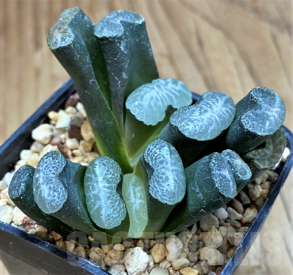 SH13764 Haworthia truncata -Japan- - immagine 2