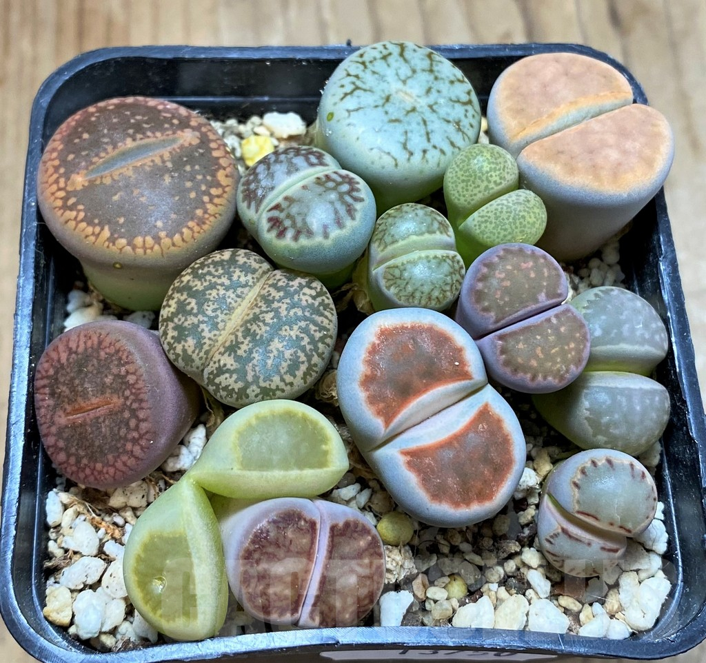 SH13750 Lithops mix - immagine 2