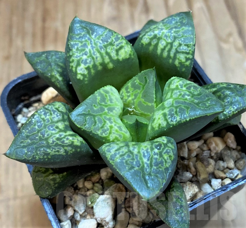 SH13765 Haworthia 'Kamen Butokai'