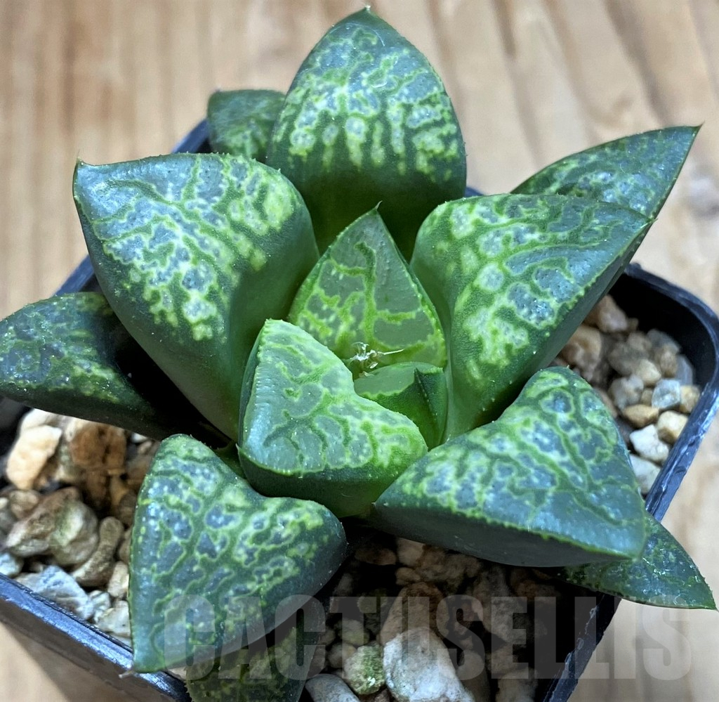 SH13765 Haworthia 'Kamen Butokai' - immagine 2