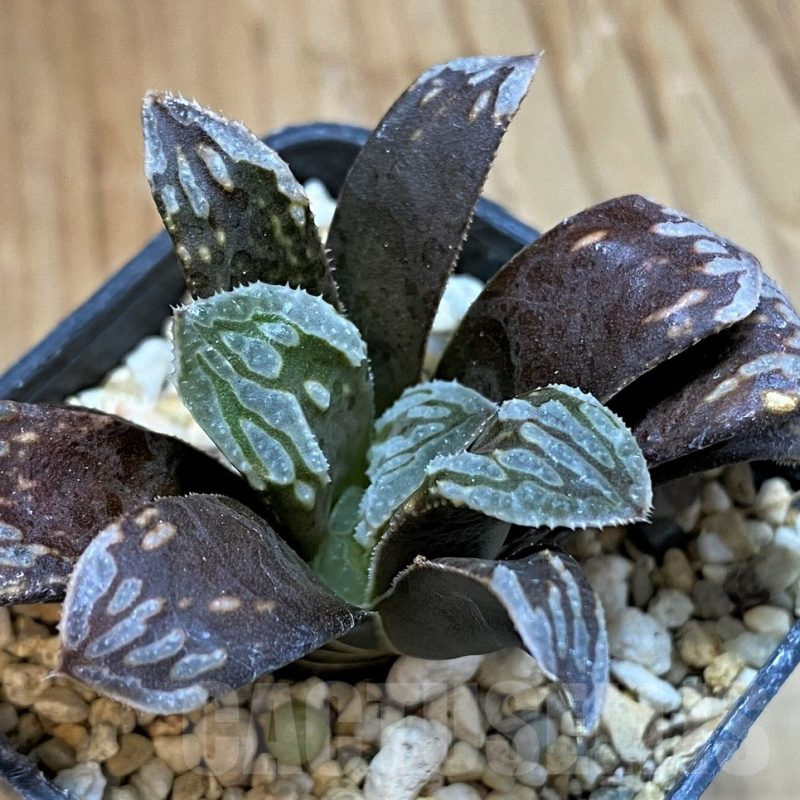 SH13766 Haworthia mutica hybrid