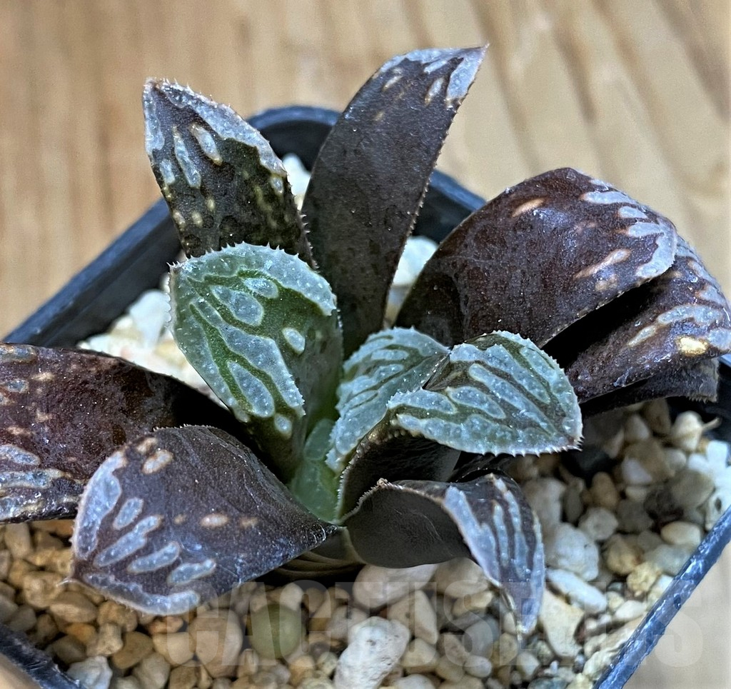 SH13766 Haworthia mutica hybrid