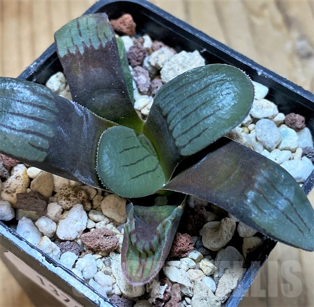 SH13767 Haworthia springbokvlakensis