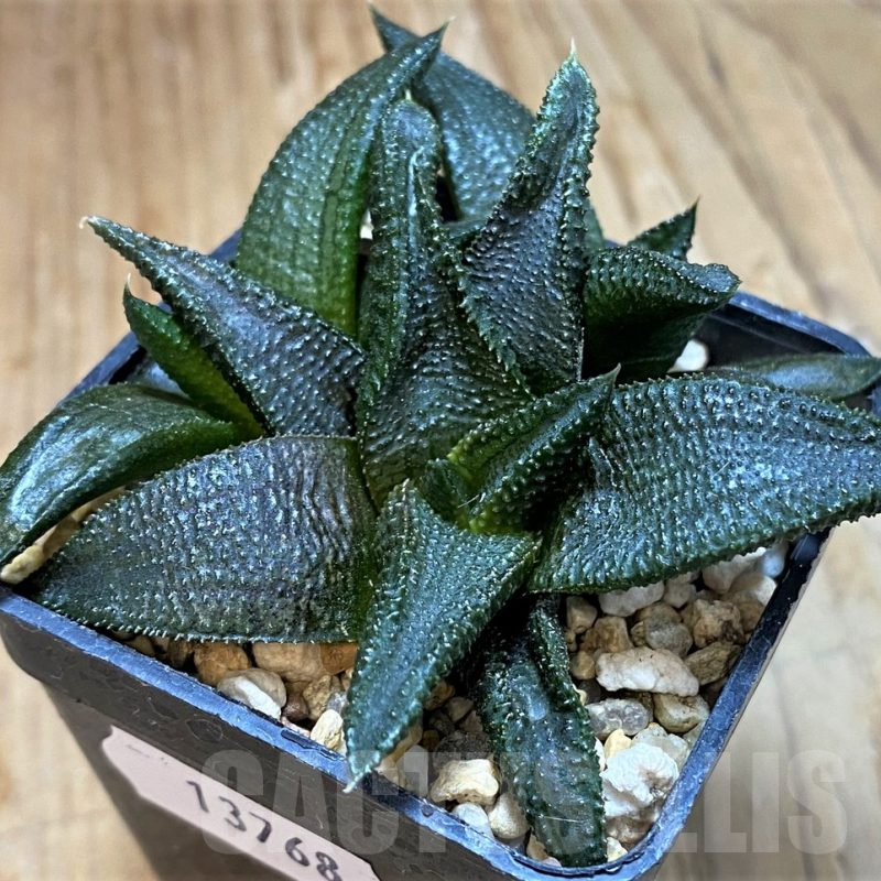SH13768 Haworthia koelmaniorum hybrid