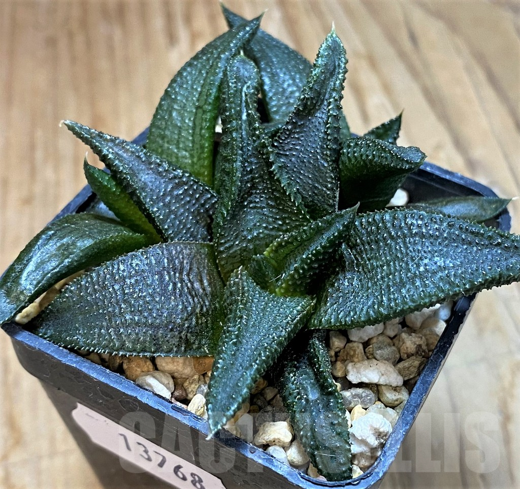 SH13768 Haworthia koelmaniorum hybrid