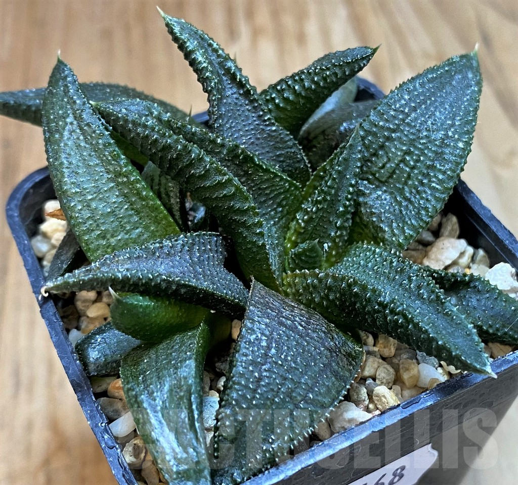 SH13768 Haworthia koelmaniorum hybrid - Image 2