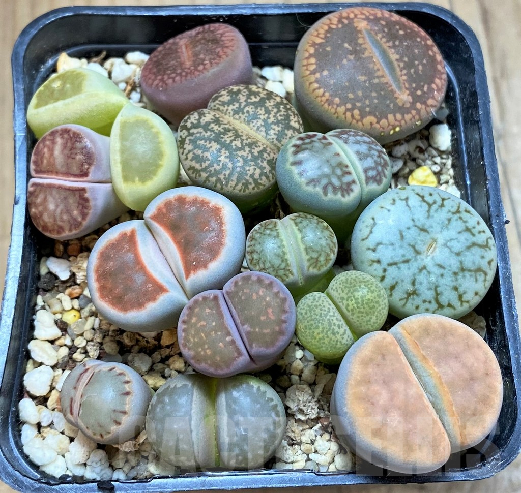 SH13750 Lithops mix