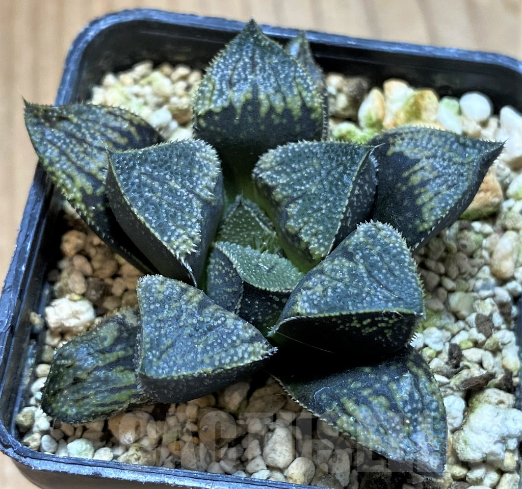 SH13769 Haworthia 'Kegazato' hybrid - Image 2