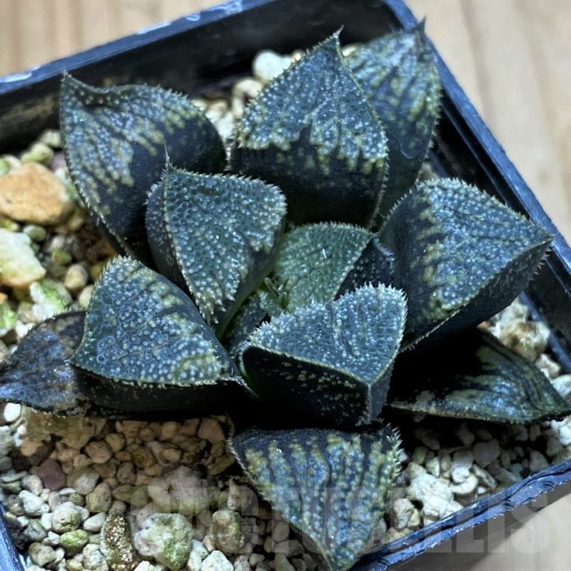 SH13769 Haworthia 'Kegazato' hybrid