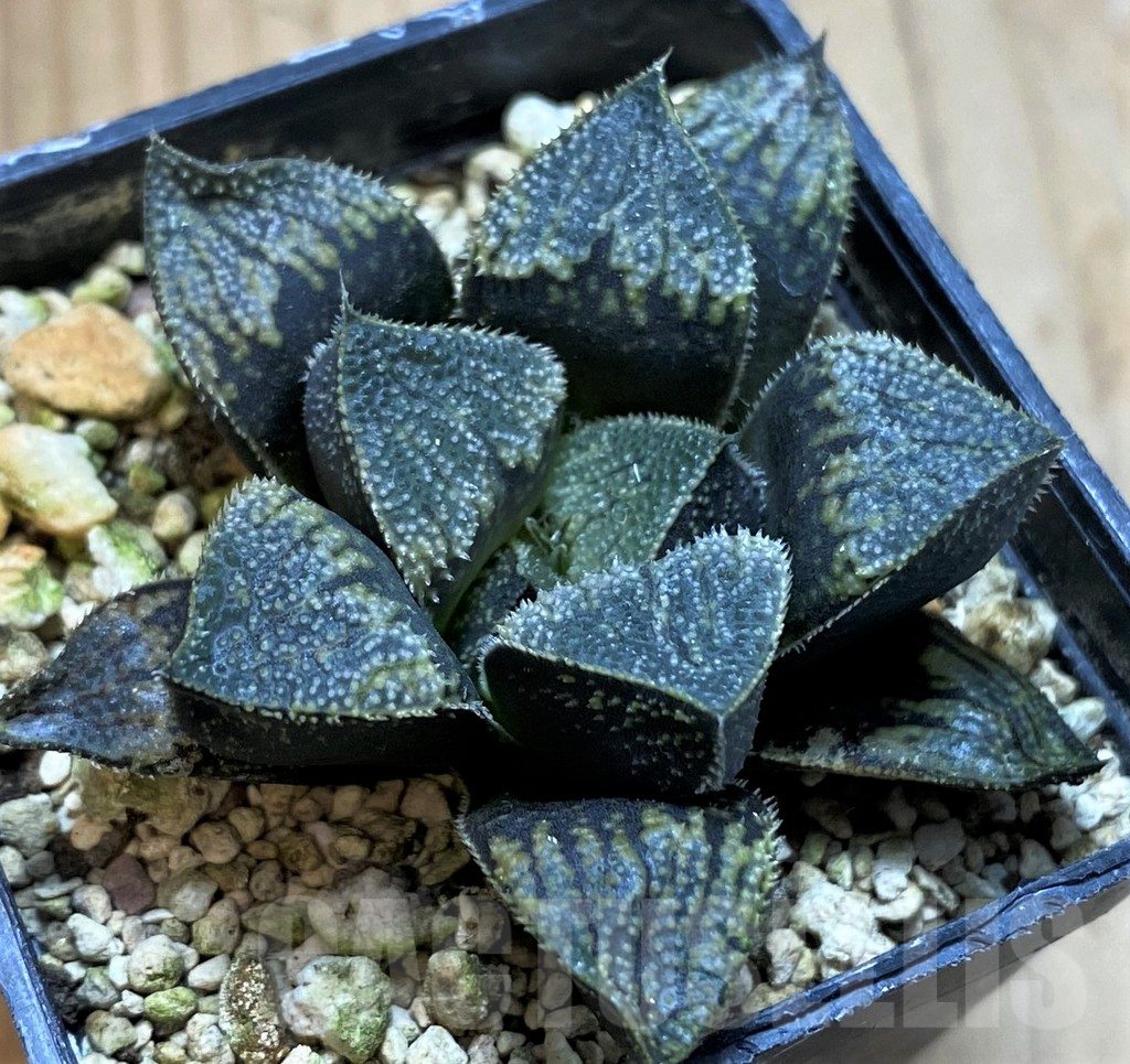 SH13769 Haworthia 'Kegazato' hybrid