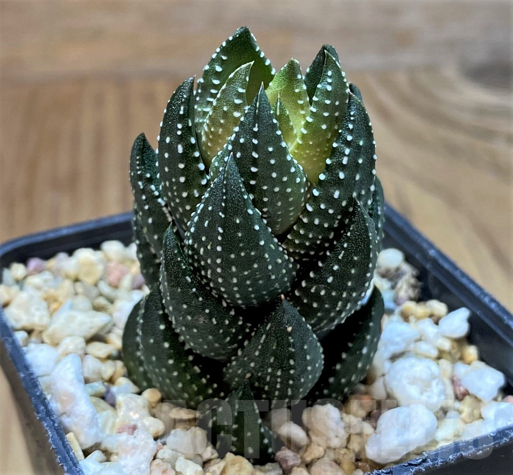 SH13770 Haworthia coarctata