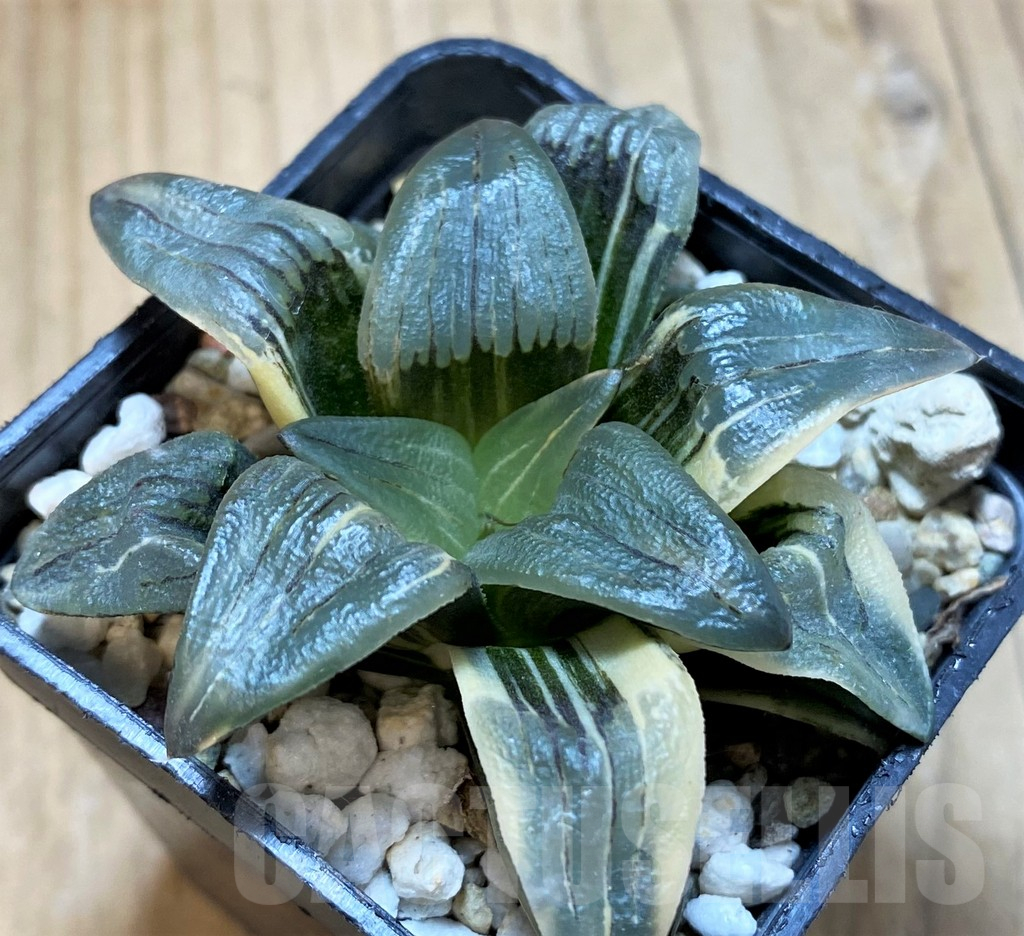 SH13771 Haworthia 'Red Lines' f. variegata
