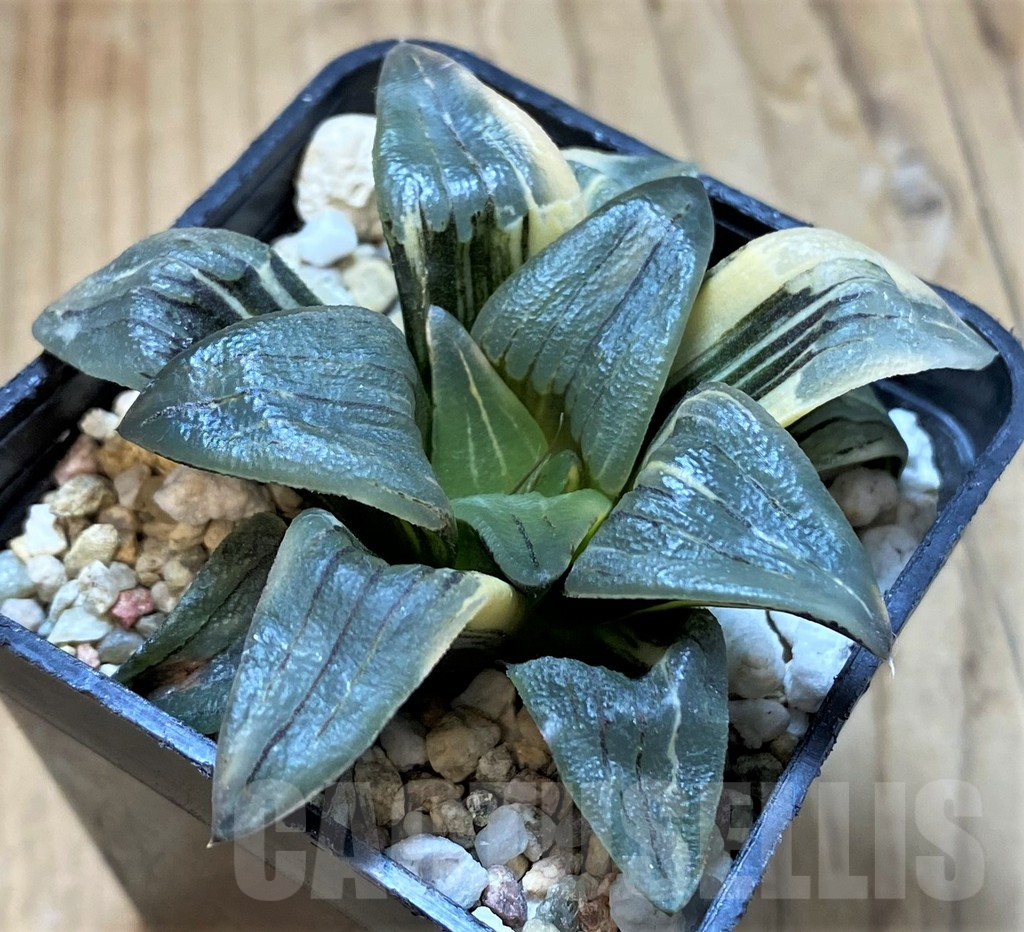 SH13771 Haworthia 'Red Lines' f. variegata - 画像 (2)