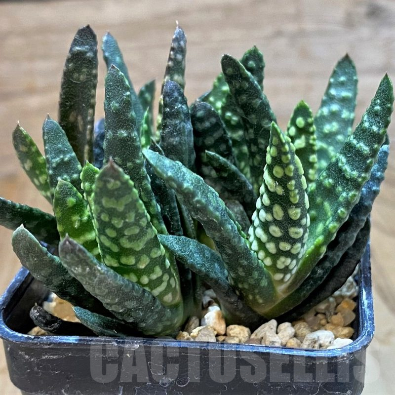 SH13772 Haworthia pumila 'Donut'