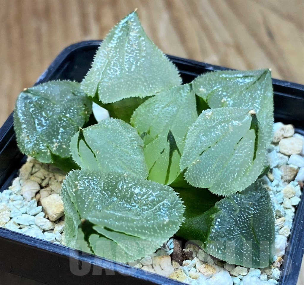 SH13774 Haworthia ‘Ice City’ mutant