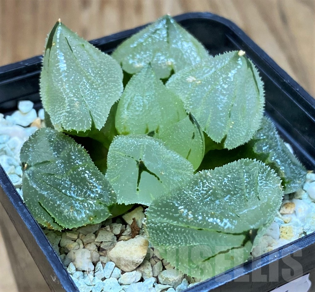 SH13774 Haworthia ‘Ice City’ mutant - Image 2