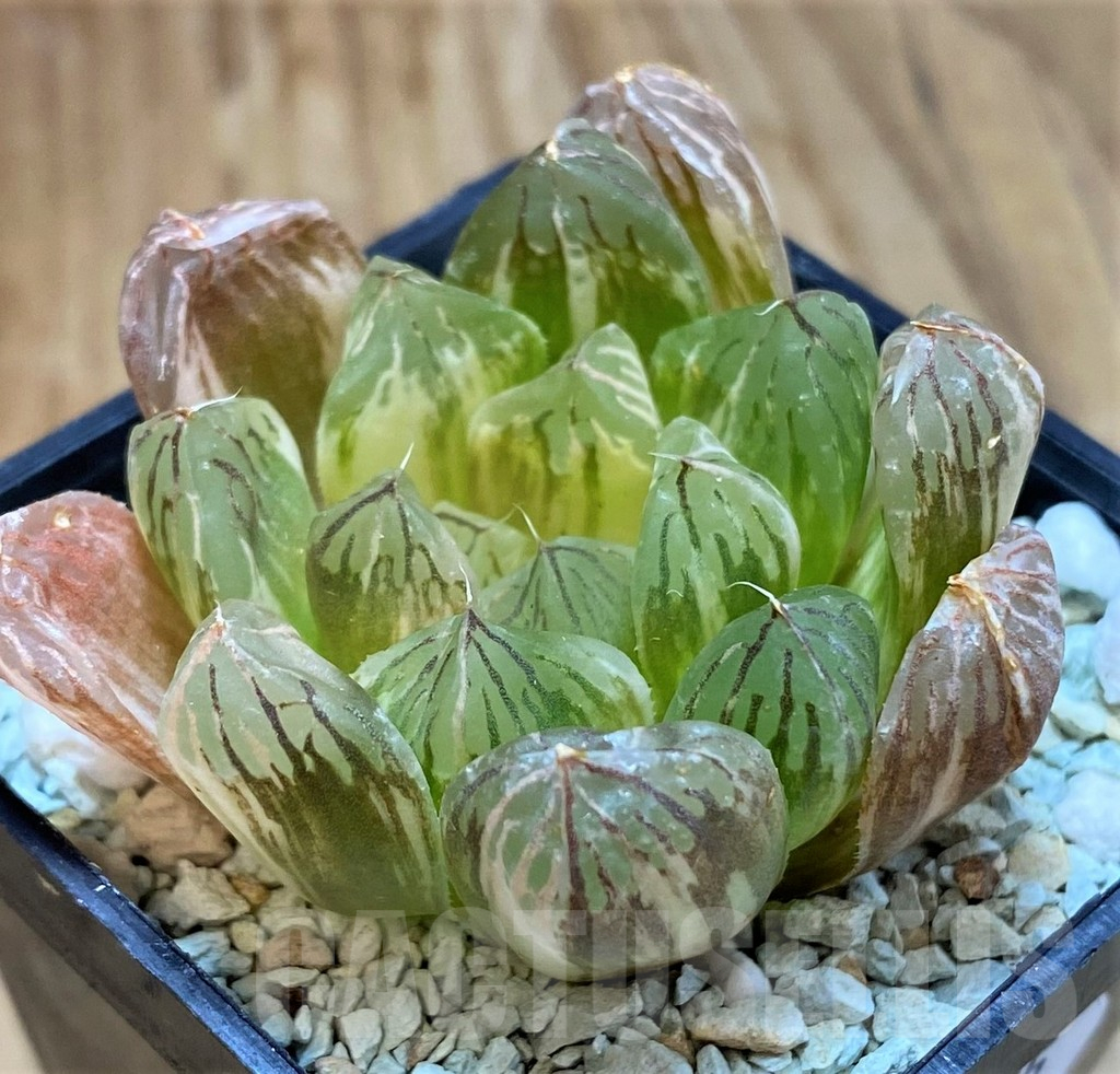 SH13775 Haworthia cooperi f. variegata - Image 3