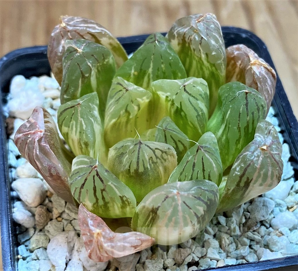 SH13775 Haworthia cooperi f. variegata - Image 2