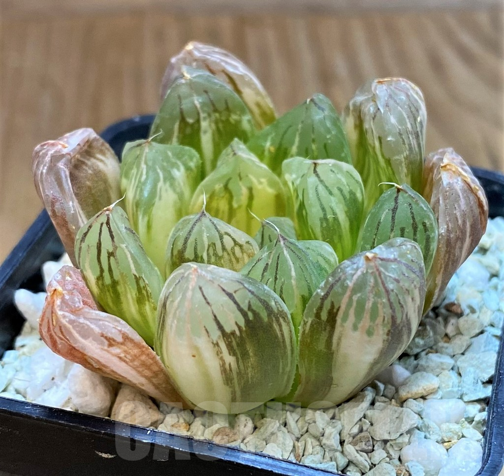 SH13775 Haworthia cooperi f. variegata