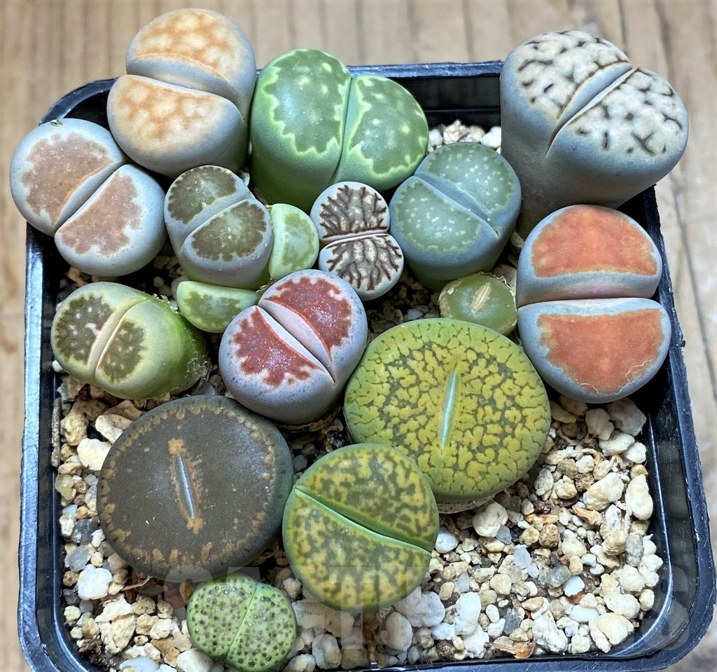 SH13751 Lithops mix