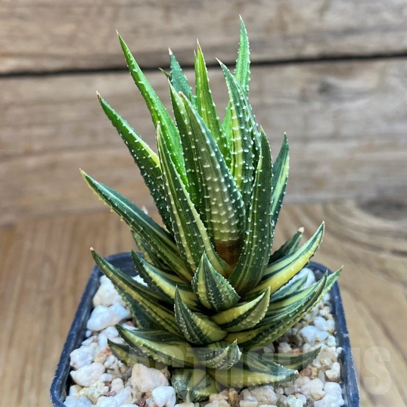 SH13776 Haworthia reinwardtii f. variegata