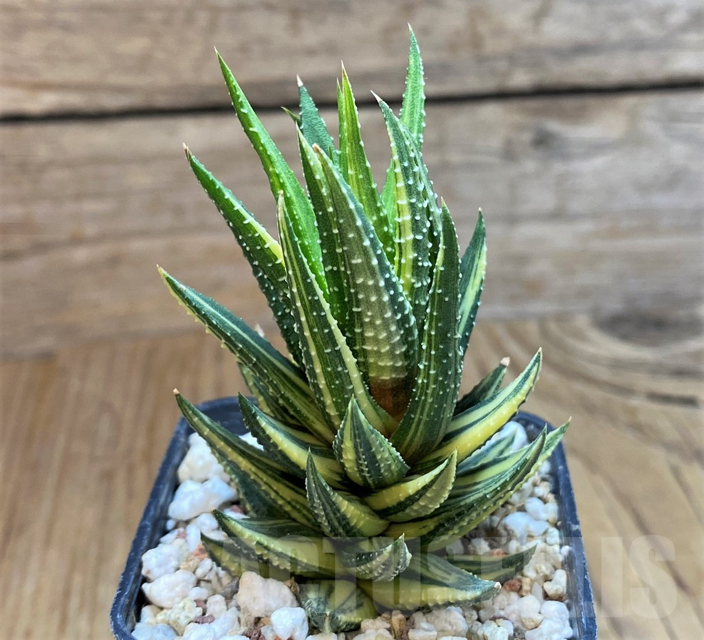 SH13776 Haworthia reinwardtii f. variegata