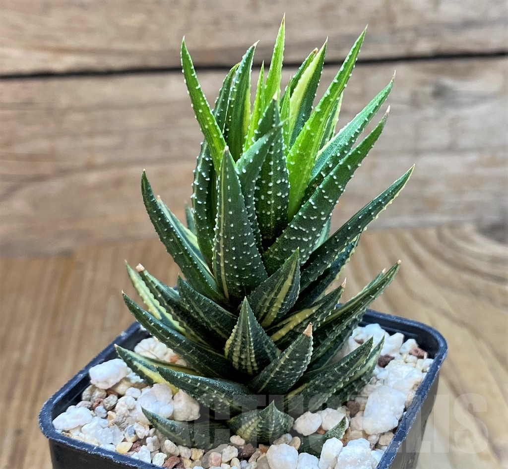 SH13776 Haworthia reinwardtii f. variegata - Image 2