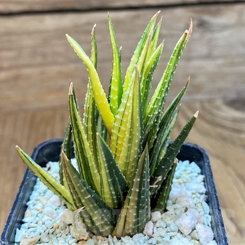 SH13777 Haworthia reinwardtii f. variegata