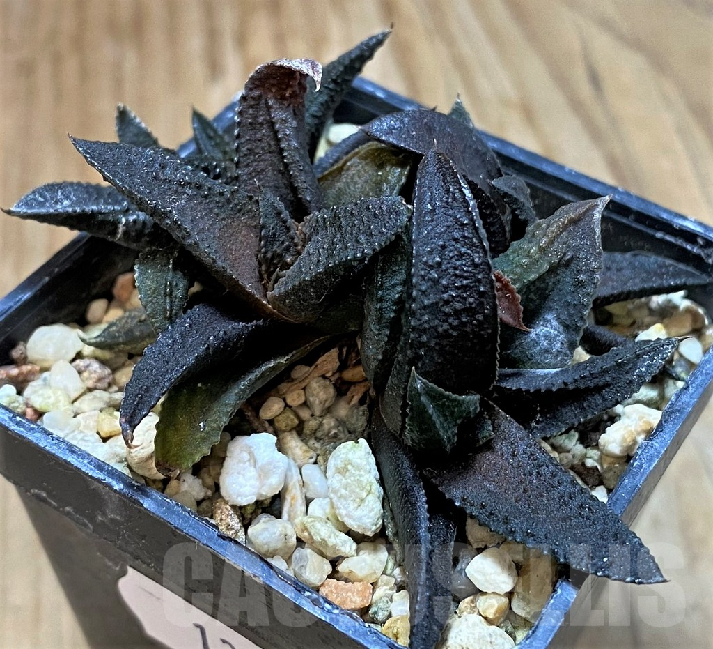 SH13778 Haworthia scabra x koelmaniorum