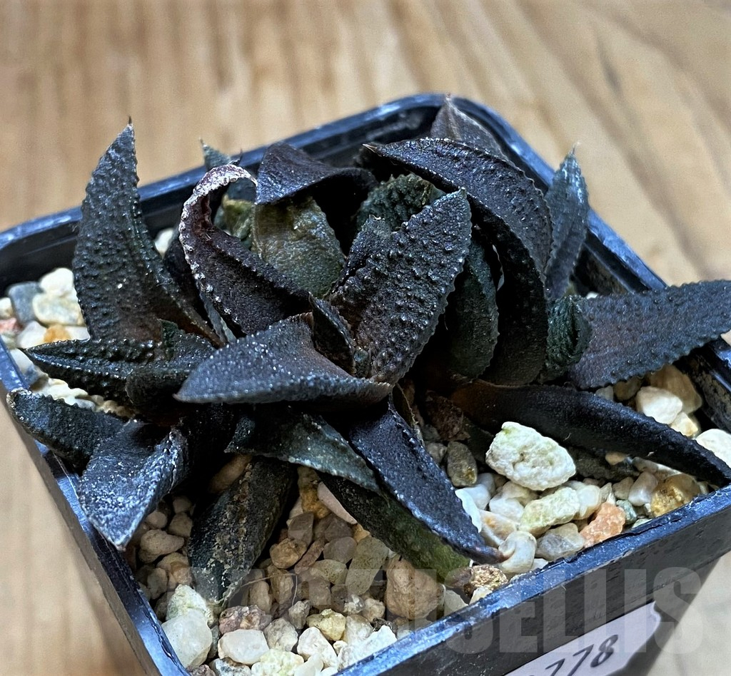 SH13778 Haworthia scabra x koelmaniorum - 画像 (2)