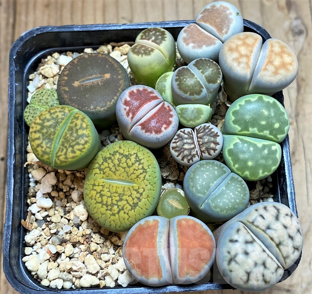 SH13751 Lithops mix - immagine 2