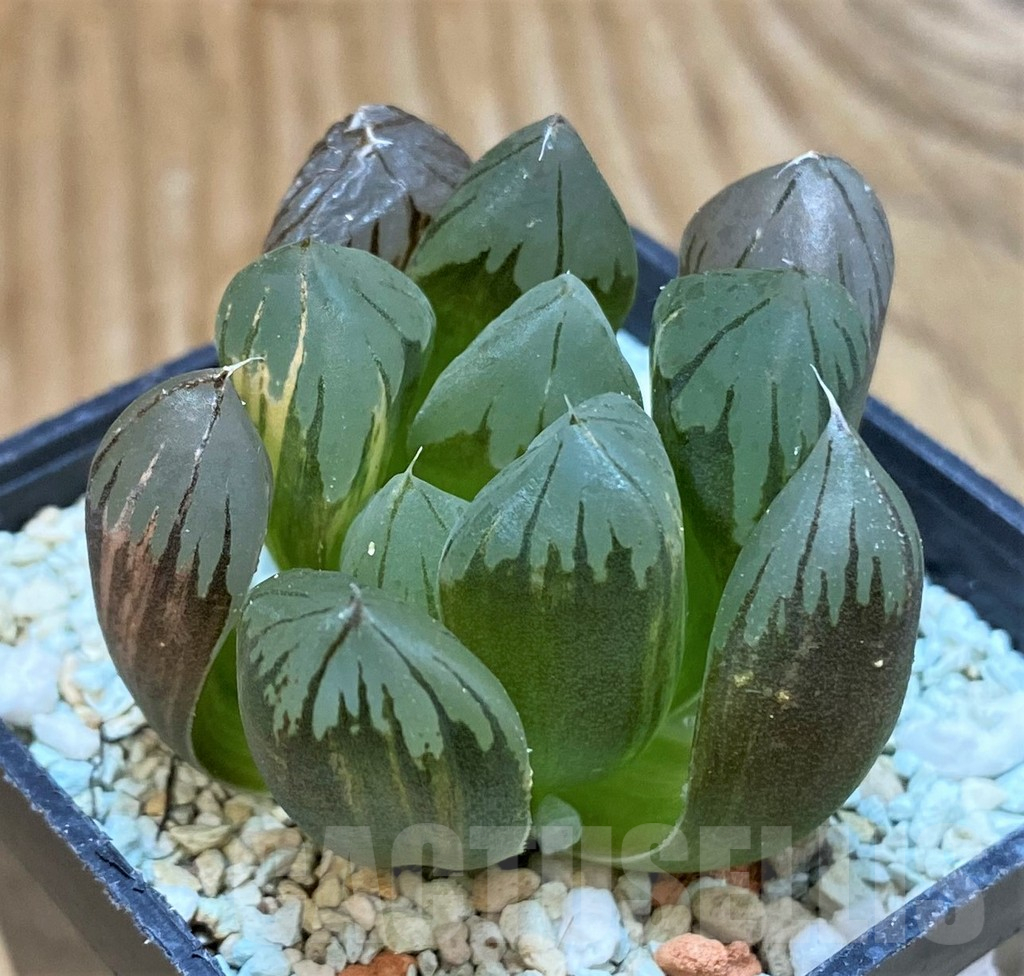 SH13781 Haworthia obtusa ‘Black’ f. variegata - Image 2