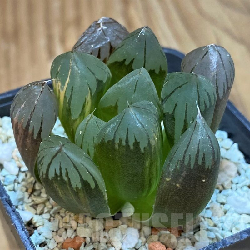 SH13781 Haworthia obtusa ‘Black’ f. variegata