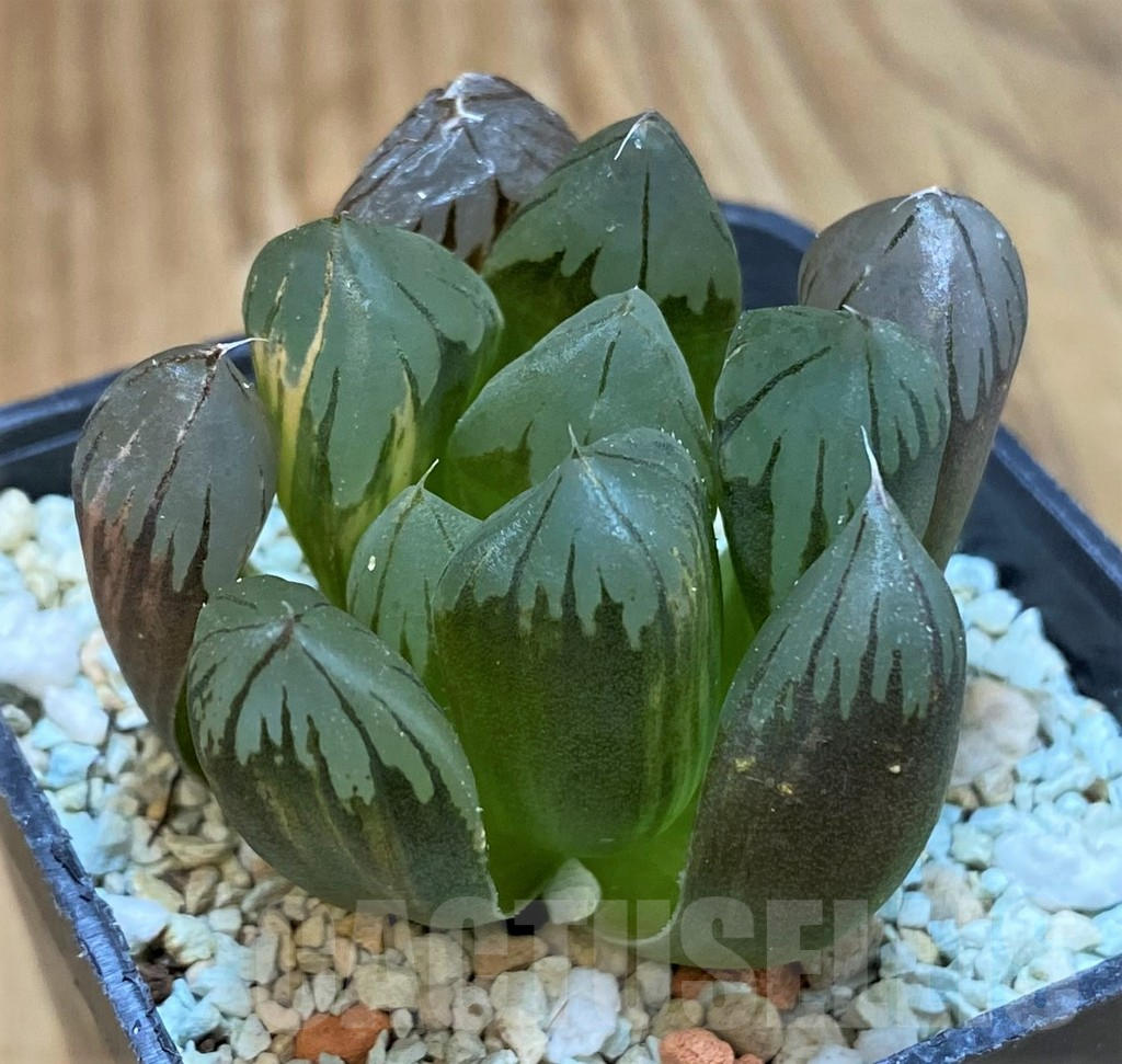 SH13781 Haworthia obtusa ‘Black’ f. variegata