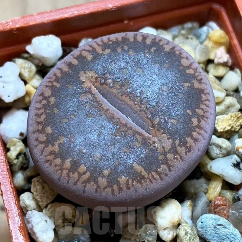 SH12580 Lithops aucampiae C011 -Kuruman Form-