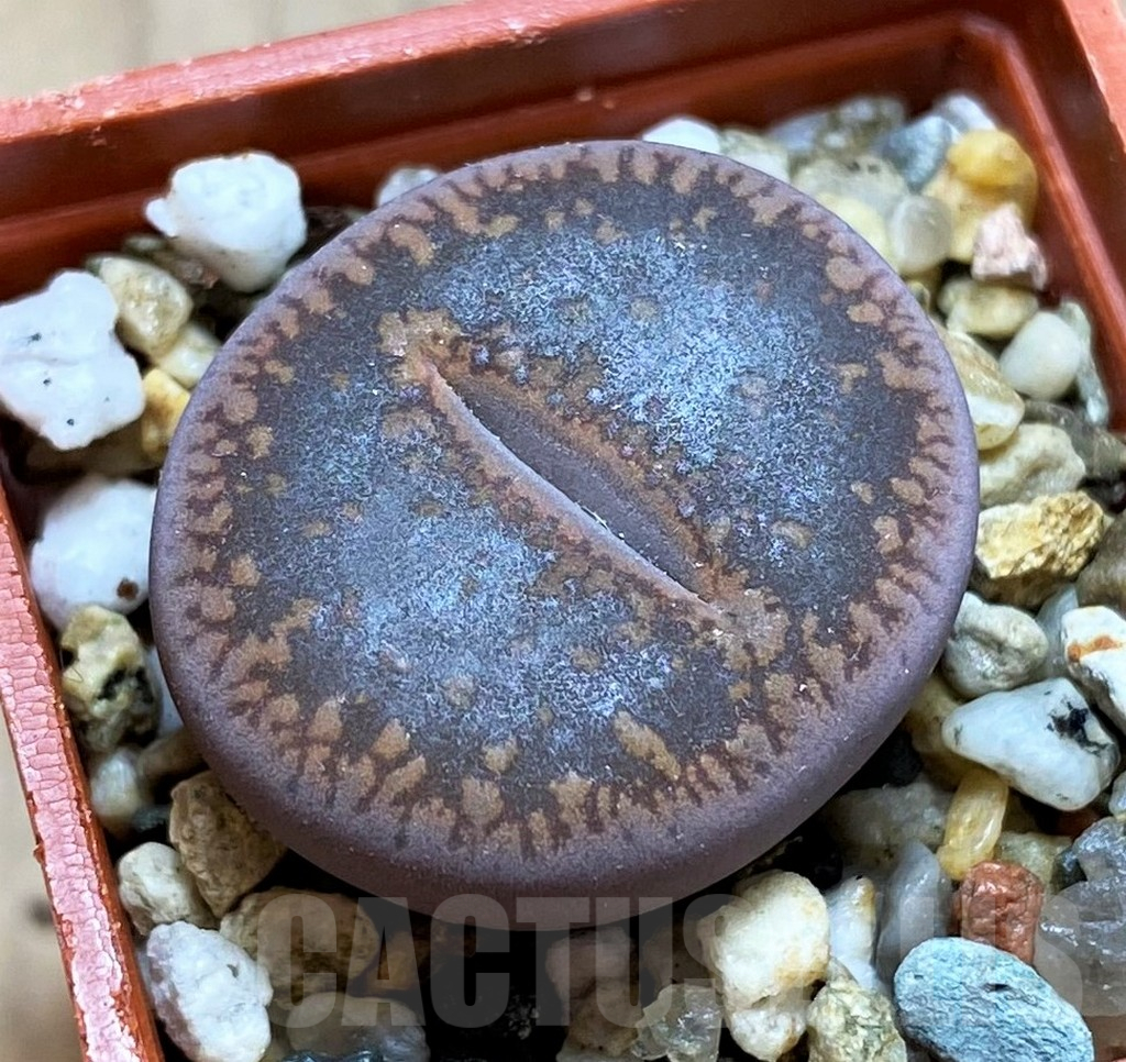 SH12580 Lithops aucampiae C011 -Kuruman Form-