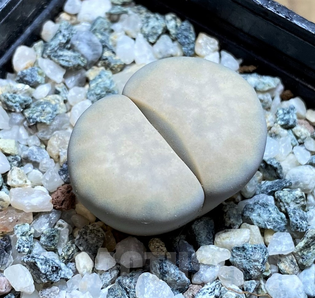 SH12583 Lithops karasmontana v. opalina