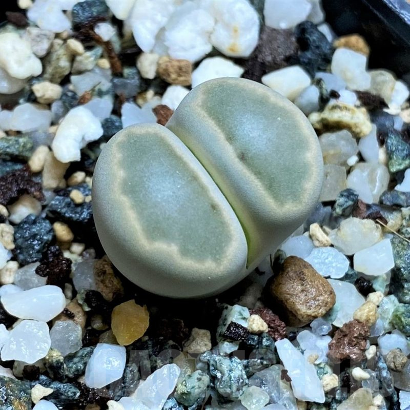 SH12585 Lithops julii