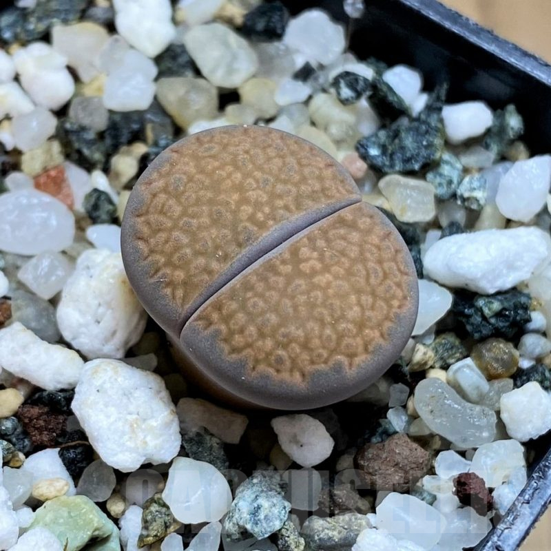 SH12586 Lithops halii