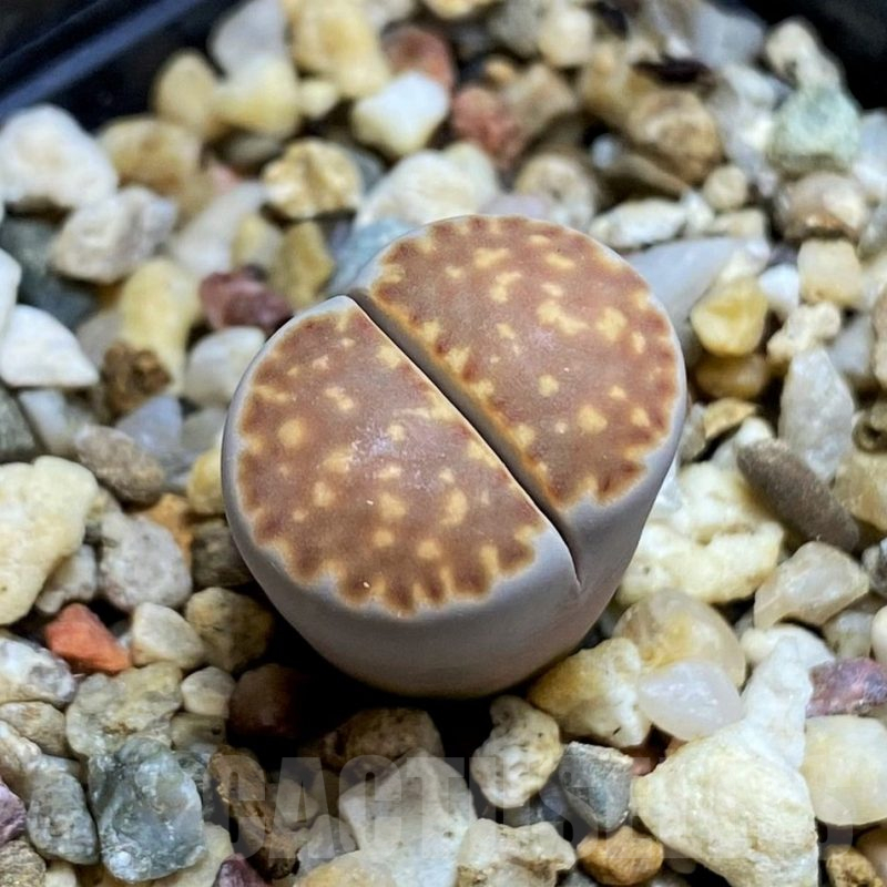 SH12587 Lithops julii ssp. fulleri v. brunnea