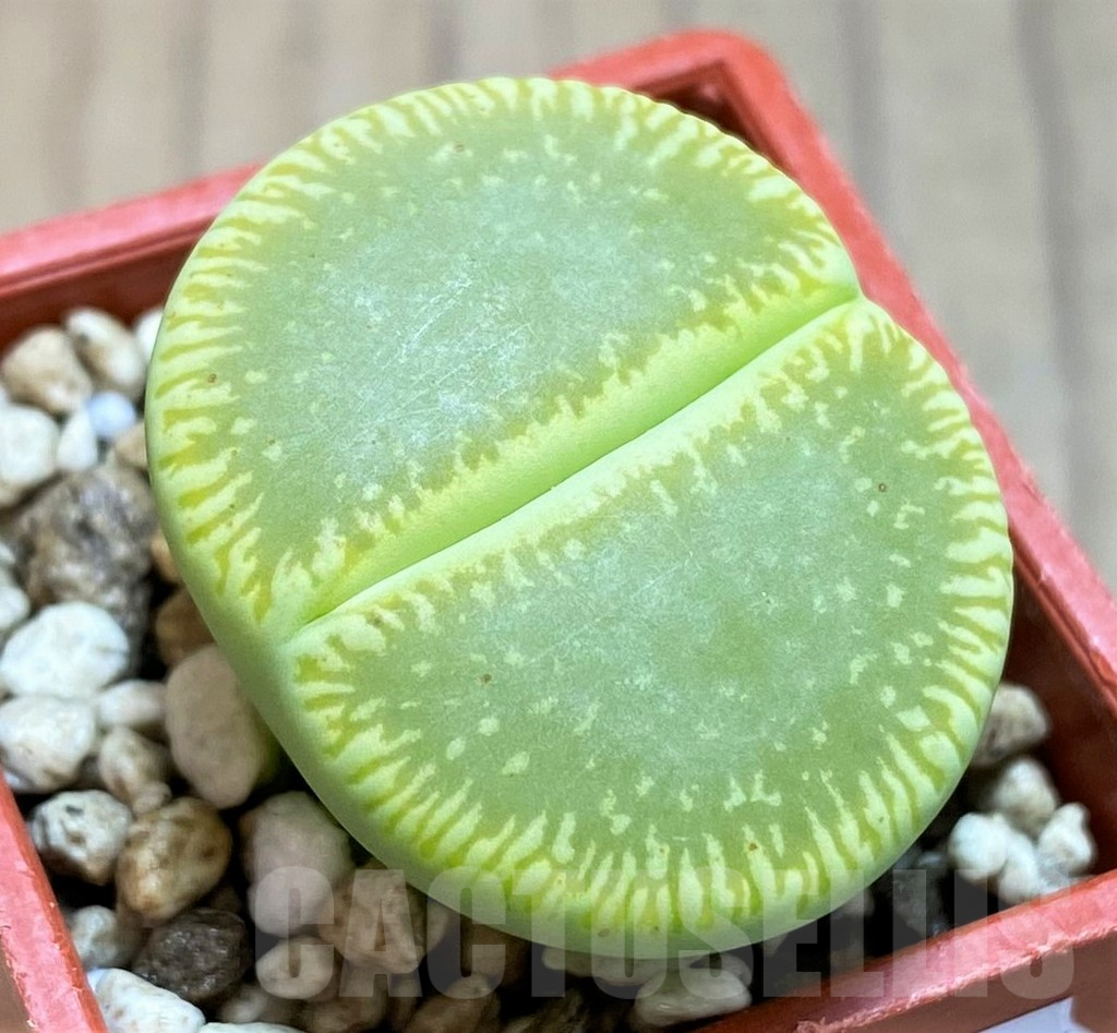 SH12537 Lithops aucampiae 'Bella Ketty'