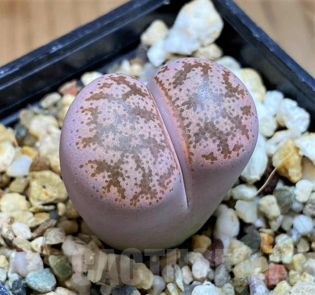 SH12588 Lithops coleorum