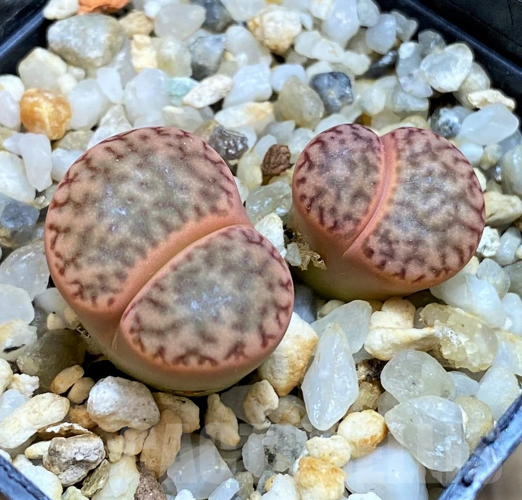 SH12589 Lithops bromfieldii -From USA-